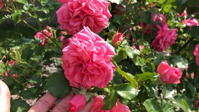 Плетистая роза Розариум Ютерсен смотреть онлайн