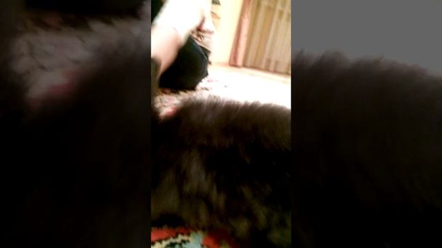 Декоративный лисий кролик смотреть онлайн