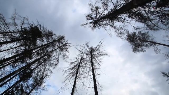 Puszcza Białowieska - racja leśniczych, czy ekologów? смотреть онлайн