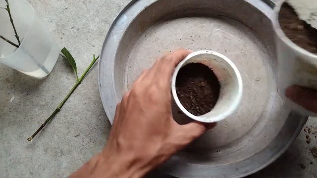Paano Magpaugat Ng Sanga Ng Rosal O Gardenia