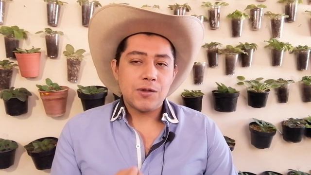 Curso Cultivador de Violetas Africanas cap 3 Micronutrientes chuyito jardinero смотреть онлайн