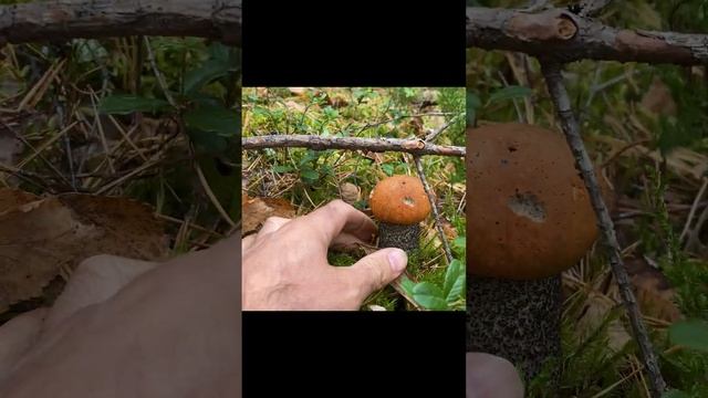НЕТРОНУТЫЙ ЛЕС - ГРИБЫ НА КАЖДОМ ШАГУ! НИ ПРОЕХАТЬ, НИ ПРОЙТИ! смотреть онлайн
