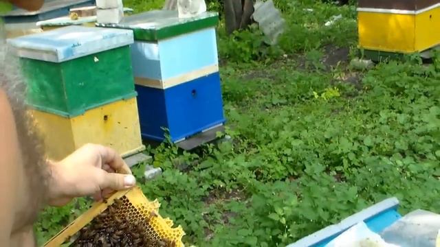 Подсадка маток и не только... смотреть онлайн