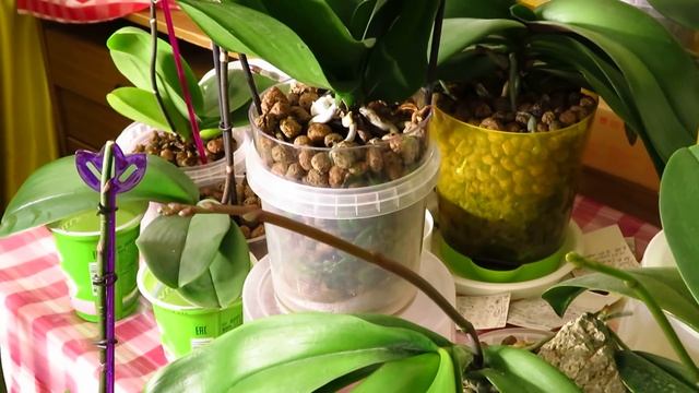 Результат перепада температур и света от Марс Гидро!Новинки орхидей!!!! смотреть онлайн