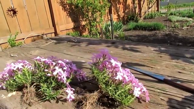 Флокс шиловидный. Результат пересадки. смотреть онлайн