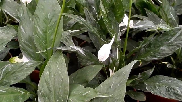 LÍRIO-DA-PAZ-VARIEGATO 'DOMINO' смотреть онлайн
