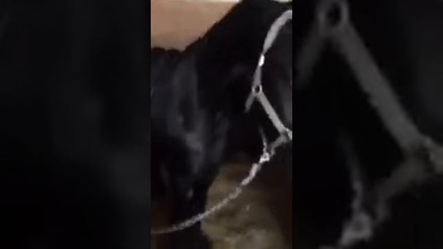 Алана Мамаева на иподроме в Краснодаре! смотреть онлайн