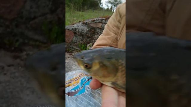 Рыбалка.Поймал 2 рыбки:Белый амур и Подлещик. смотреть онлайн