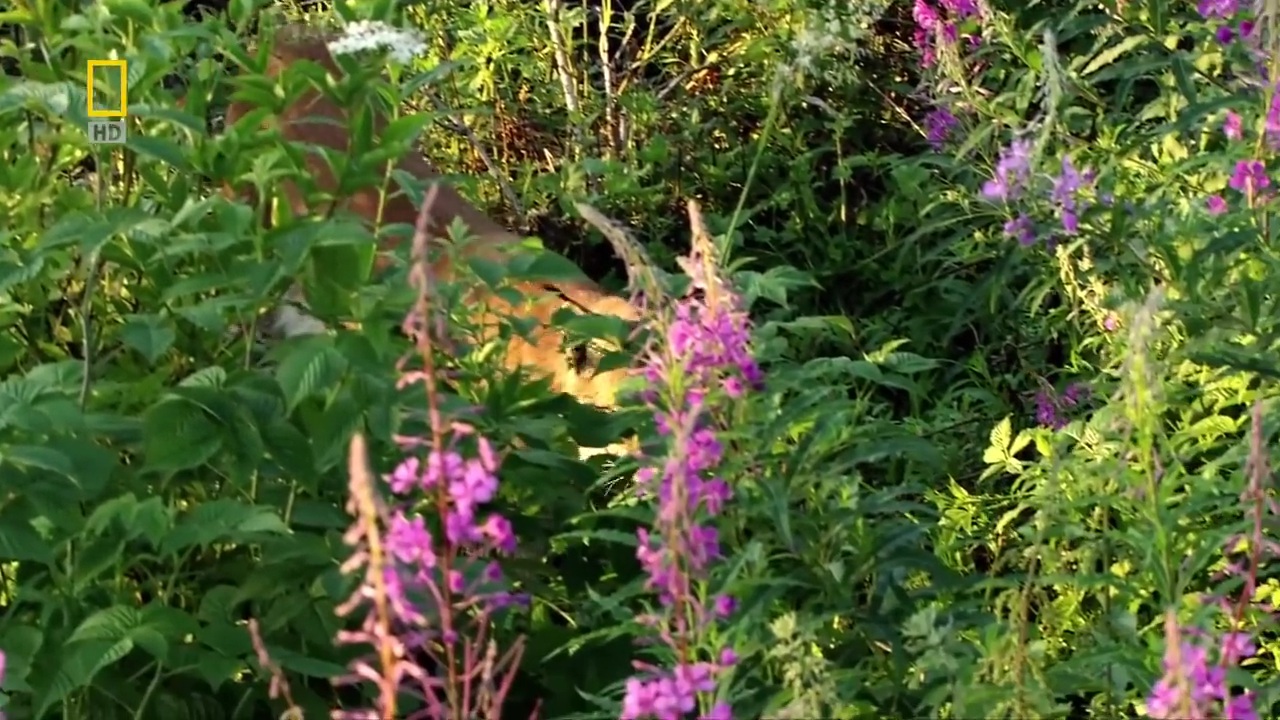 Кавказская природа смотреть онлайн