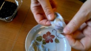 Сажаем семена томатов на рассаду. Как это сделать быстро и без заморочек ☝️☝️☝️