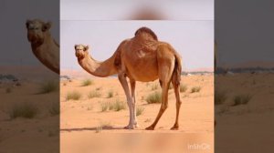 Детям о пустыне.