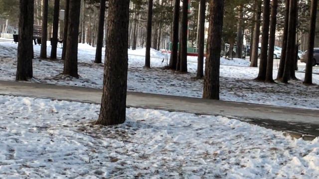 Белки в парке смотреть онлайн