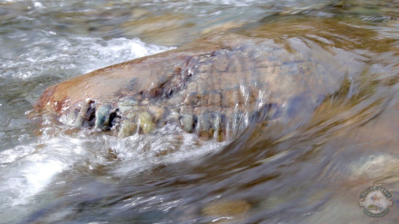 Затерянный мир. Полярный Урал. Голова динозавра. Река Рута-Ю. ЯНАО. смотреть онлайн