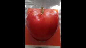Томат Сердце Минусинска. 2022