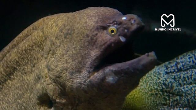 O JACARÉ ATACOU O PEIXE ERRADO смотреть онлайн