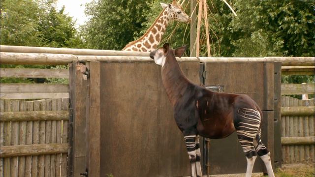 Animals Mating at the Zoo: Shocking Footage | The Secret Life of the Zoo | Nature Bites смотреть онлайн