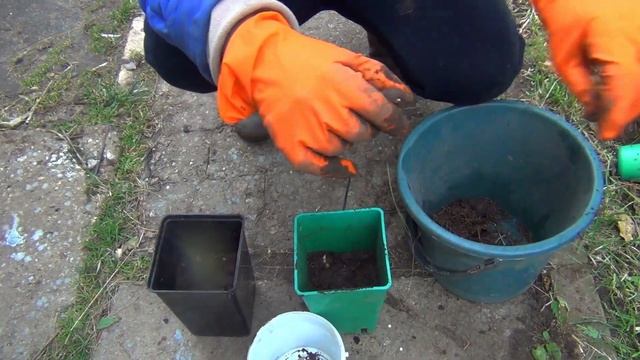 САЖАЕМ ТЮЛЬПАНЫ УКРЫВАЕМ ДЕРЕВЬЯ смотреть онлайн