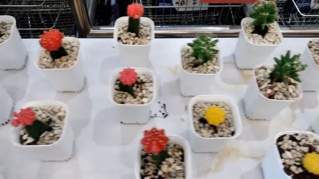 kaktus Gymnocalycium Mihanovichii смотреть онлайн