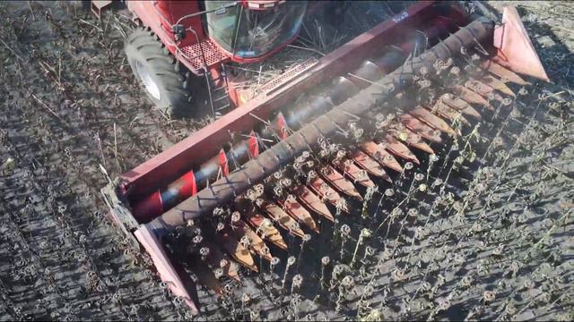 Молотимо соняшник Кейс 2388 Урожай Подсолнуха 2021 Уборка 2021 смотреть онлайн