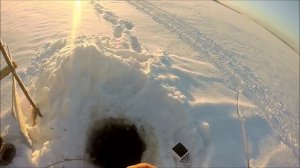 Проверка перемёта  продольников на язя