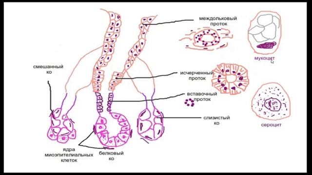 Основы классификации желез. Слюнные железы. Препараты Околоушная и подъязычная железа. смотреть онлайн
