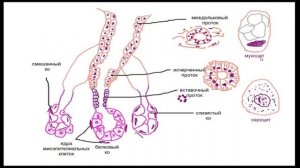Основы классификации желез. Слюнные железы. Препараты Околоушная и подъязычная железа.