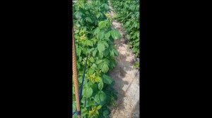 Почему желтеют листья на малине ,ежевики.