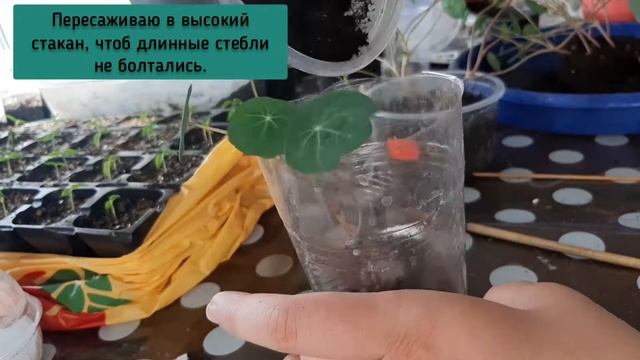 Настурция низкорослая. Пикирование. смотреть онлайн