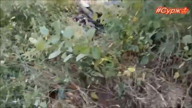 #ДеревенскийдомBY Участок 2 Что было, что стало ЧТО БУДЕТ ДАЛЬШЕ??? смотреть онлайн