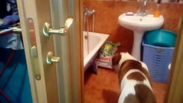 Американский бульдог, идём купаться! смотреть онлайн