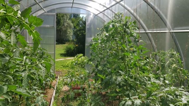 Томаты от А до Я урожай 2022 год. Весь сезон в одном видео.