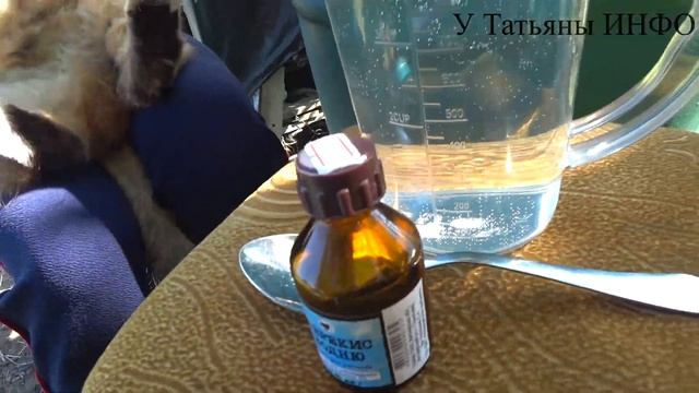 Сделайте ЭТО с огурцами в августе для ОБИЛЬНОГО ПЛОДОНОШЕНИЯ до ПОЗДНЕЙ ОСЕНИ! Чем подкормить огурц смотреть онлайн