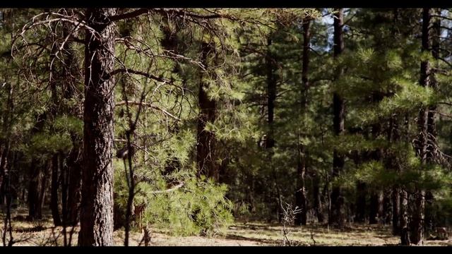 Сосновый лес...все за маслятами) смотреть онлайн