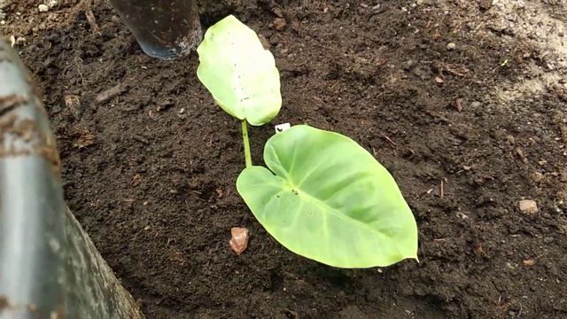 Alocasia Aurea Gaganea Variegata , Kolocasia Laosy Giant , Kolocasia Thaj Giant