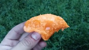 Абрикос Голдріч на півночі України