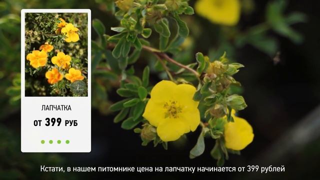 Как посадить лапчатку? Как правильно посадить лапчатку на садовом участке? смотреть онлайн