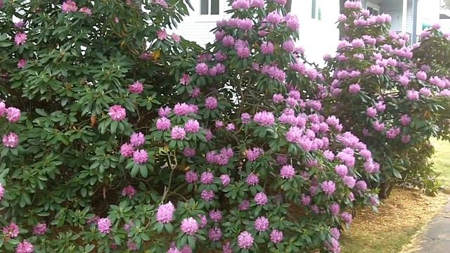 Rhododendron смотреть онлайн