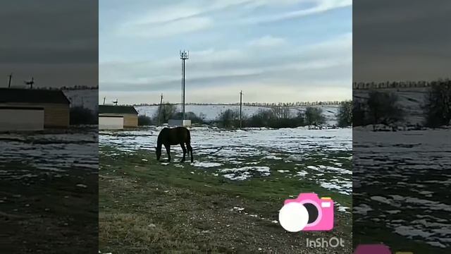И снова ходЮт коОни ..… )).mp4 смотреть онлайн