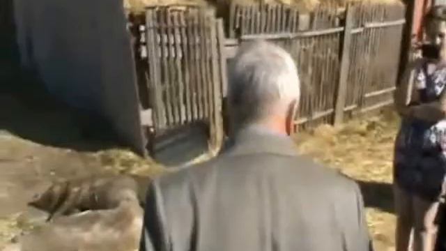 Африканская чума свиней смотреть онлайн