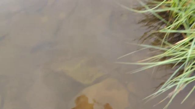 Гутин-Томнатик (2016 м), Ребра (2001 м), озеро Несамовите, Черногорский хребет смотреть онлайн