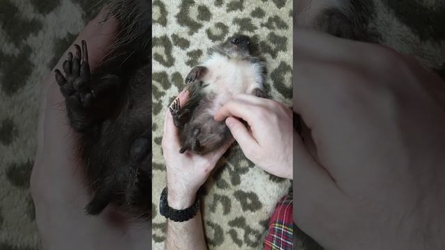 показываем пузико ежа))) смотреть онлайн