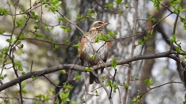 Белобровик: три варианта песни #голосаптиц смотреть онлайн