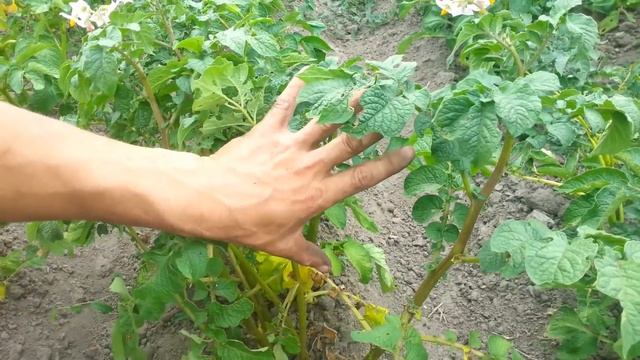 Окучивание картофеля: что о нём надо обязательно знать? смотреть онлайн