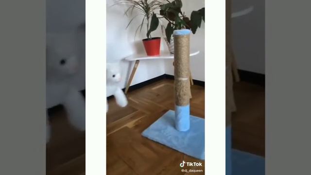 Как отучить кота портить диван смотреть онлайн