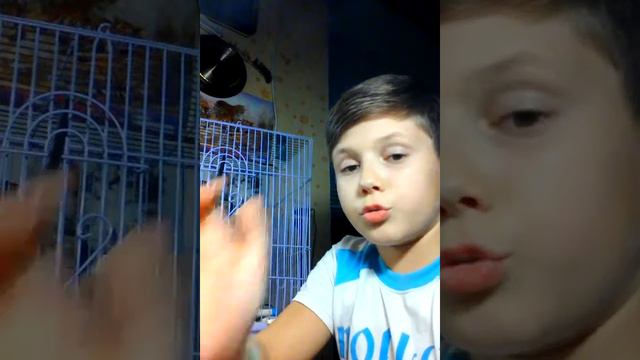 Джунгарские хомяки