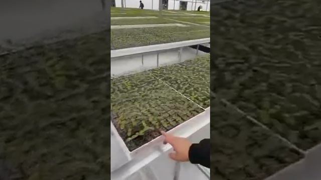 Компания Гавриш. Казахстан. Рассада огурца F1 Шарж смотреть онлайн