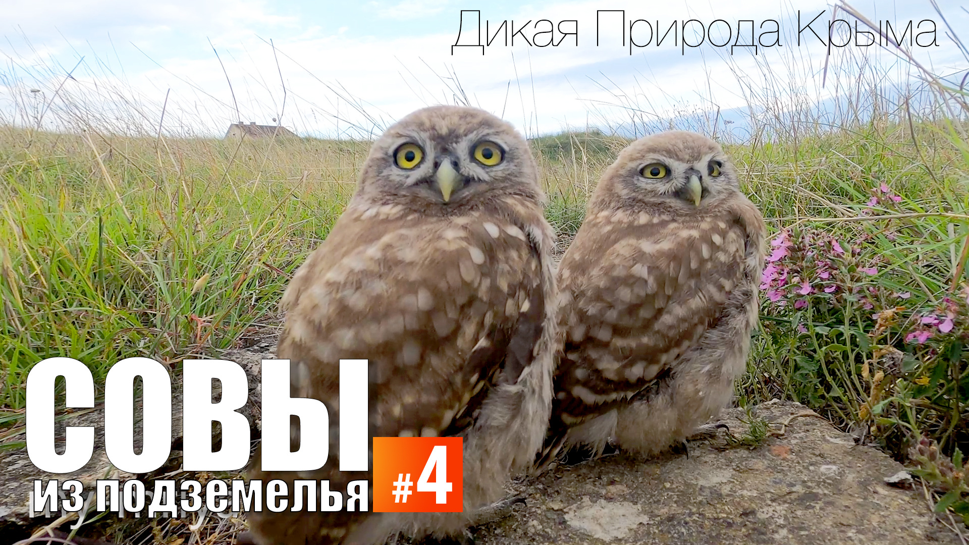 Совы из "подземелья". Эпизод 4. Домовые сычи проверяют экшн-камеру на устойчивость. смотреть онлайн