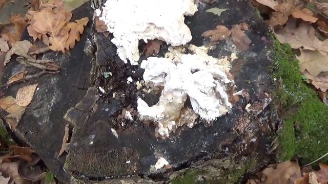 Рецепты сезона