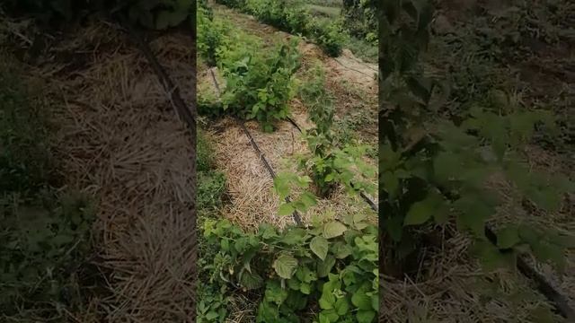 Зюгана Золотая ремонтантная малина жёлтого цвета в Ростовской обл. смотреть онлайн