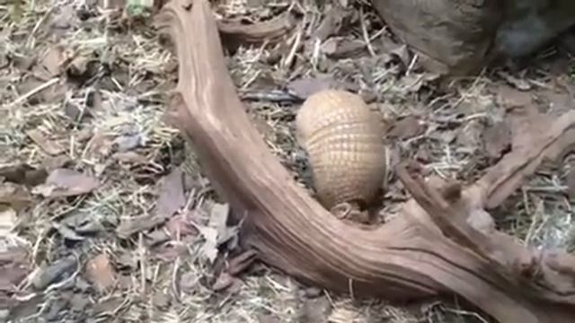 Какое-то странное животное смотреть онлайн